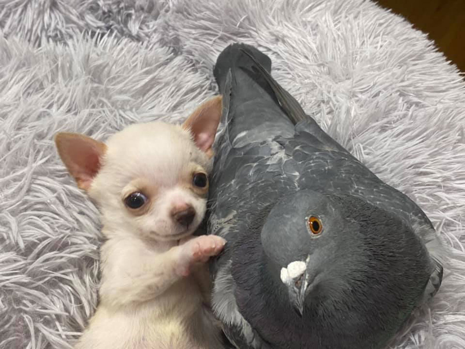 Puppy pigeon friendship